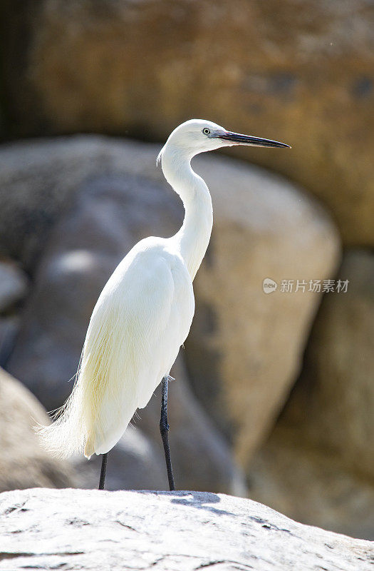 大白鹭(Ardea alba)肖像